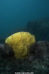 Sponge (Cliona celata) shot in Peniche, Portugal, using a... by Joao Pedro Tojal Loia Soares Silva 